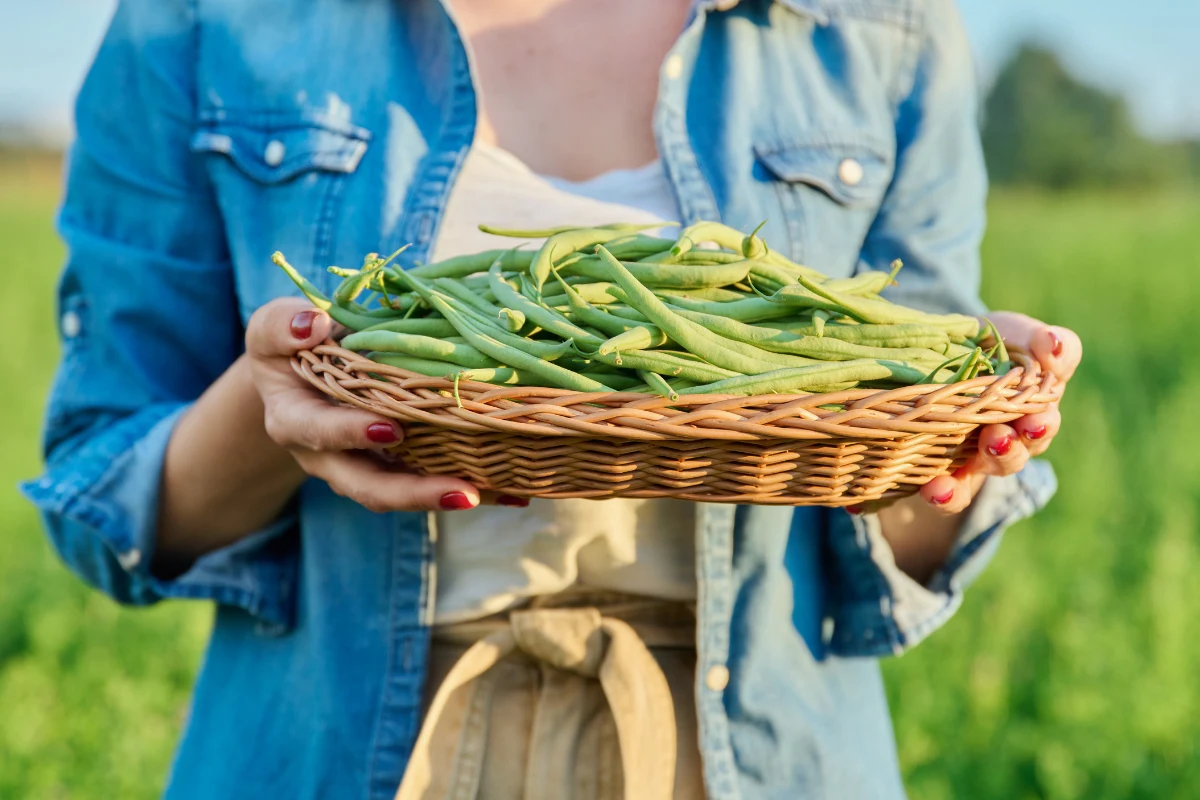 Fasolkę szparagową należy zbierać regularnie i w prawidłowy sposób