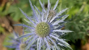 O tej roślinie pisał nawet Szekspir. Sprawdź, jak ją uprawiać 