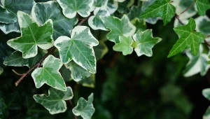 Liście i jagody bluszczu pospolitego zawierają saponiny, które mogą powodować podrażnienia skóry oraz przewodu pokarmowego