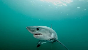 Rekiny w Bałtyku mają trzy metry i wagę 200 kg. Czy są niebezpieczne?