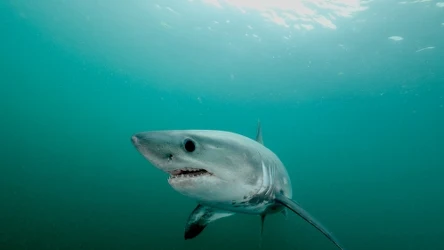 Jednym z rekinów pływających w Bałtyku jest lamna śledziowa
