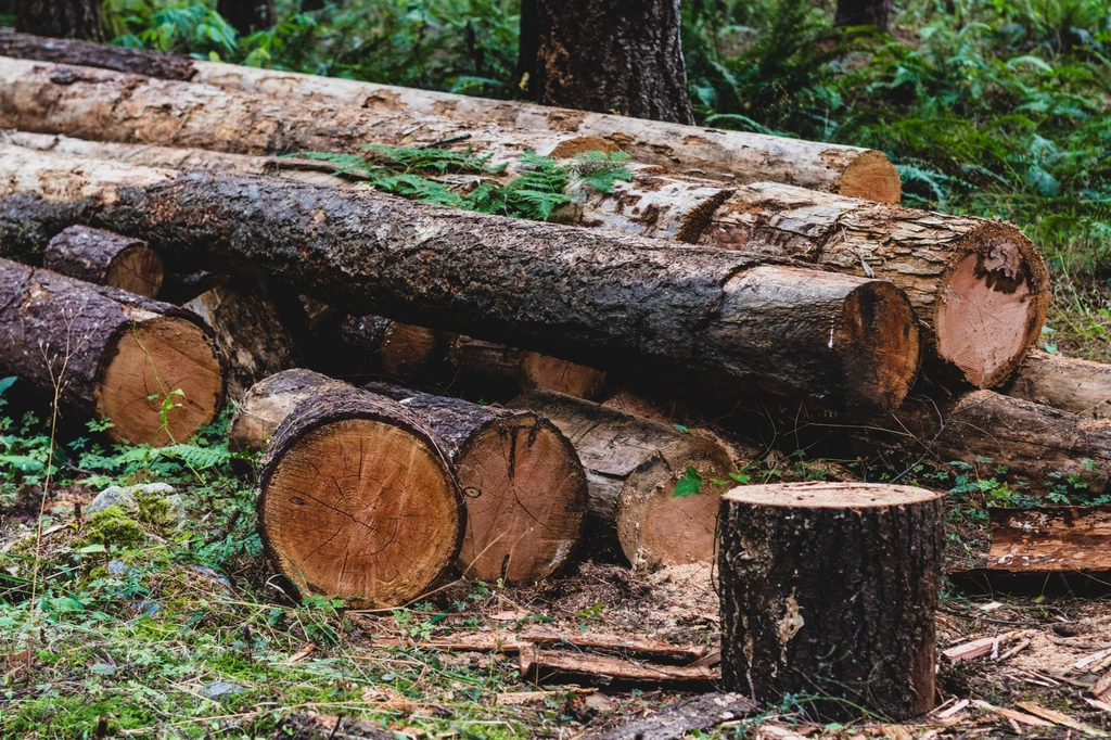 Lokalne zespoły ds. lasów społecznych wypracowują propozycje prowadzenia zmodyfikowanej gospodarki leśnej