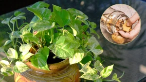 Po tej odżywce epipremnum zacznie uginać się od nowych liści. Nie wydasz na nią grosza