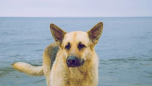 Czy można wejść na plażę z psem? Zasady nad Bałtykiem są jasne