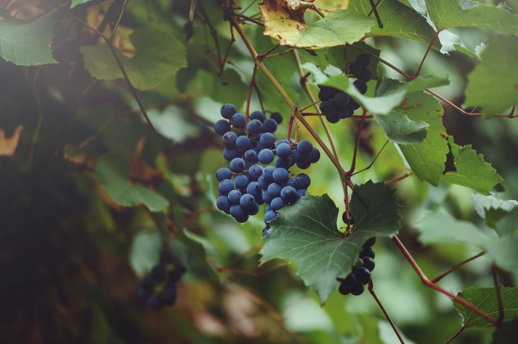 Winogrona są uprawiane od kilku tysięcy lat. Warto je jeść na zdrowie