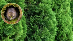 Karczownik może zniszczyć tuje w ogrodzie. Spryskaj je tym, a więcej się nie pojawi