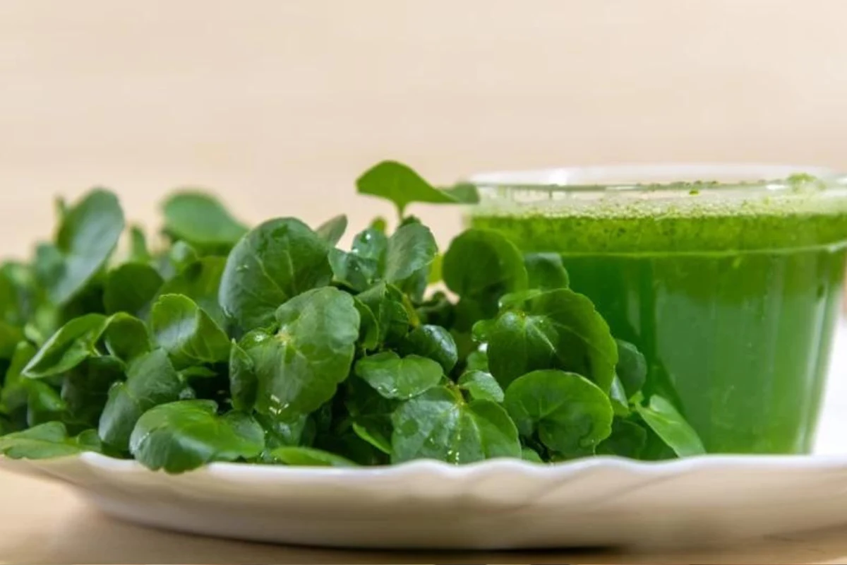 Rukiew wodna to bardzo zdrowe warzywo, z którego można zrobić m.in. sok. Rukiew wodna to bardzo zdrowe warzywo, z którego można zrobić m.in. sok.