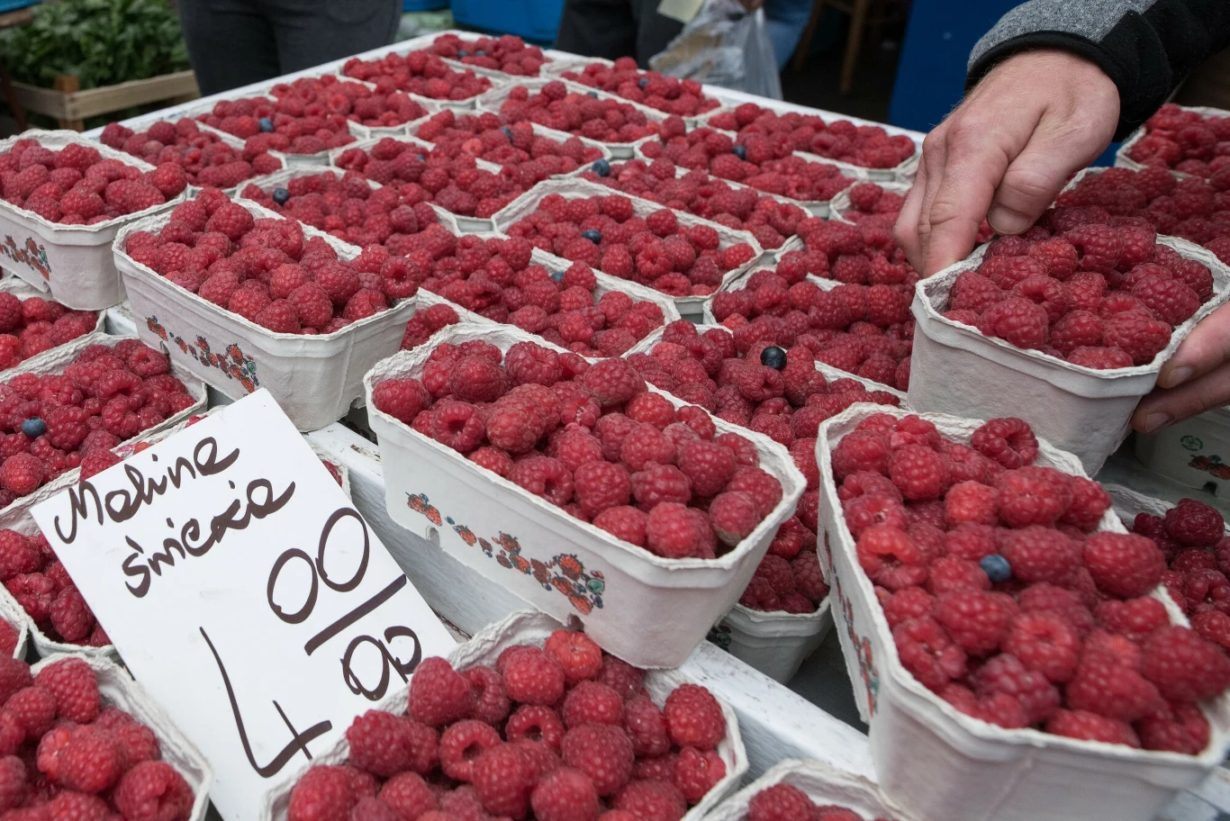 Producenci malin z Lubelszczyzny mają dość niskich stawek i szykują się do blokowania przetwórni Producenci malin z Lubelszczyzny mają dość niskich stawek i szykują się do blokowania przetwórni