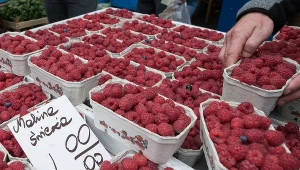 Producenci malin z Lubelszczyzny mają dość niskich stawek i szykują się do blokowania przetwórni