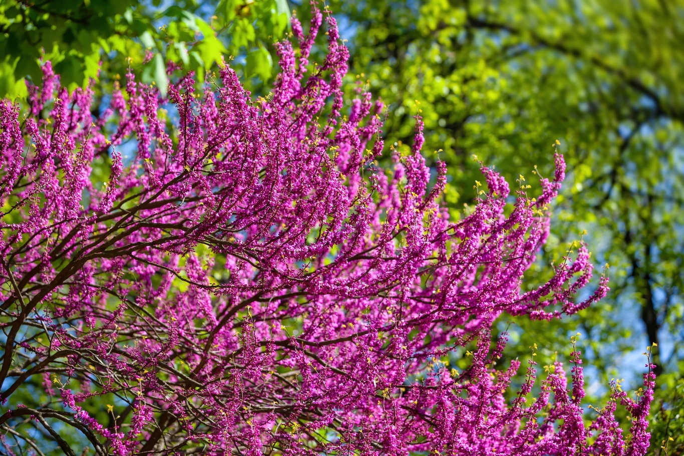 Judaszowiec południowy to urokliwa roślina ozdobna, raczej rzadko uprawiana w Polsce. Cechuje się dużą urodą, a jej kwiaty są jadalne. Judaszowiec południowy to urokliwa roślina ozdobna, raczej rzadko uprawiana w Polsce. Cechuje się dużą urodą, a jej kwiaty są jadalne.