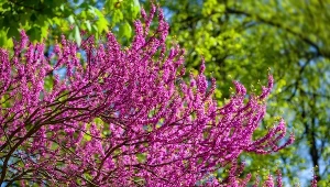 Jadalne kwiaty tego drzewa wyrastają bezpośrednio z kory. Są słodkie i dekoracyjne