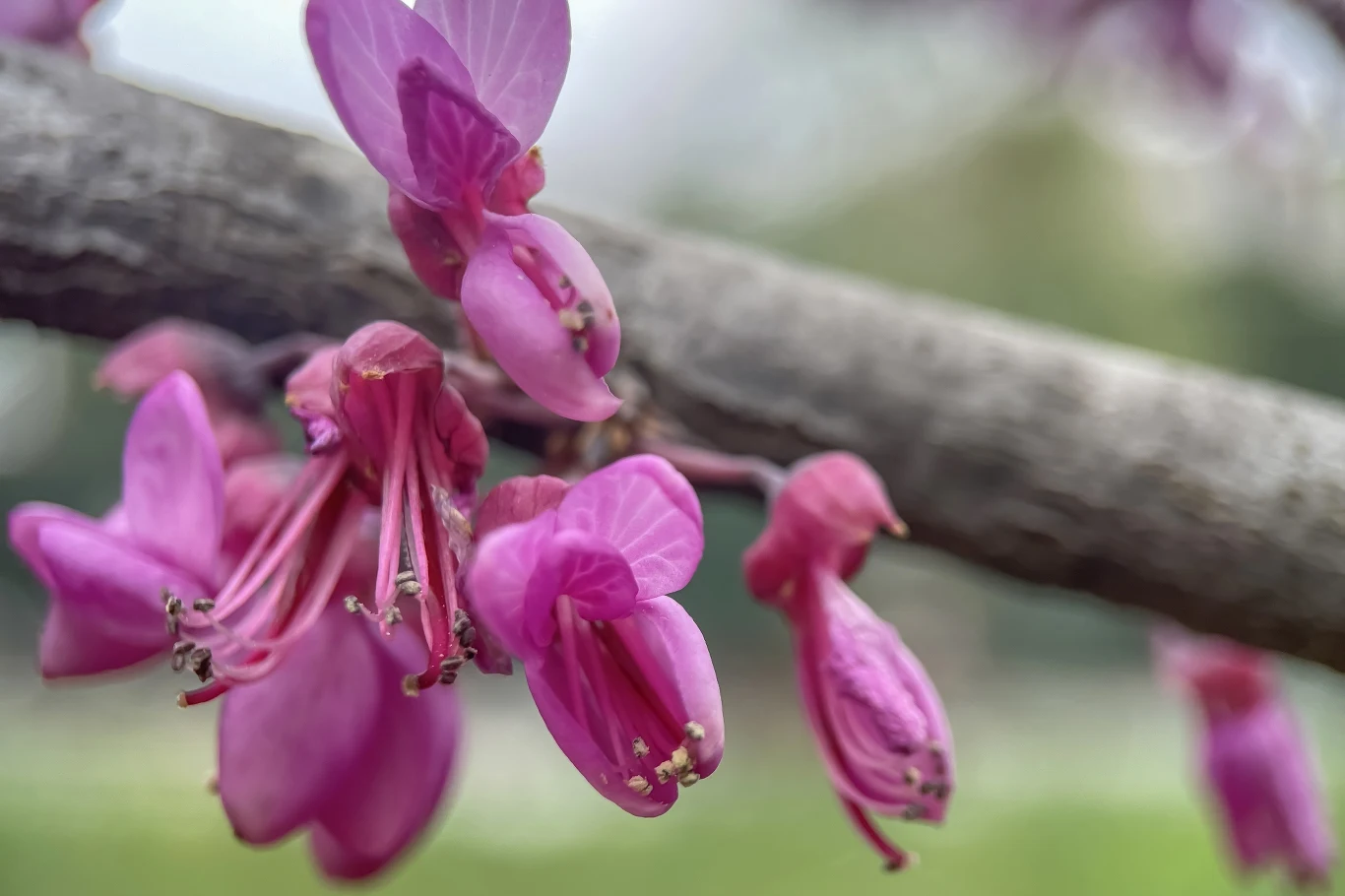 Kwiaty judaszowca południowego są w smaku słodko-kwaskowe. To świetny dodatek do sałatek. Kwiaty judaszowca południowego są w smaku słodko-kwaskowe. To świetny dodatek do sałatek.