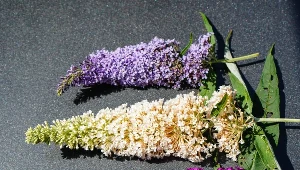 Budleja Flower Power — dwa kolory kwiatów na jednym kwiatostanie. Uprawa