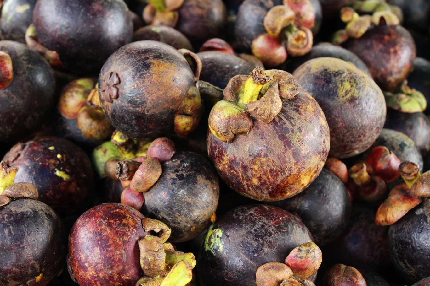 Mangostan uchodzi za najsmaczniejszy egzotyczny owoc. A czy najzdrowszy? Wymieniamy jego właściwości Mangostan uchodzi za najsmaczniejszy egzotyczny owoc. A czy najzdrowszy? Wymieniamy jego właściwości