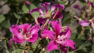 Drzewo storczykowe — uprawa i pielęgnacja