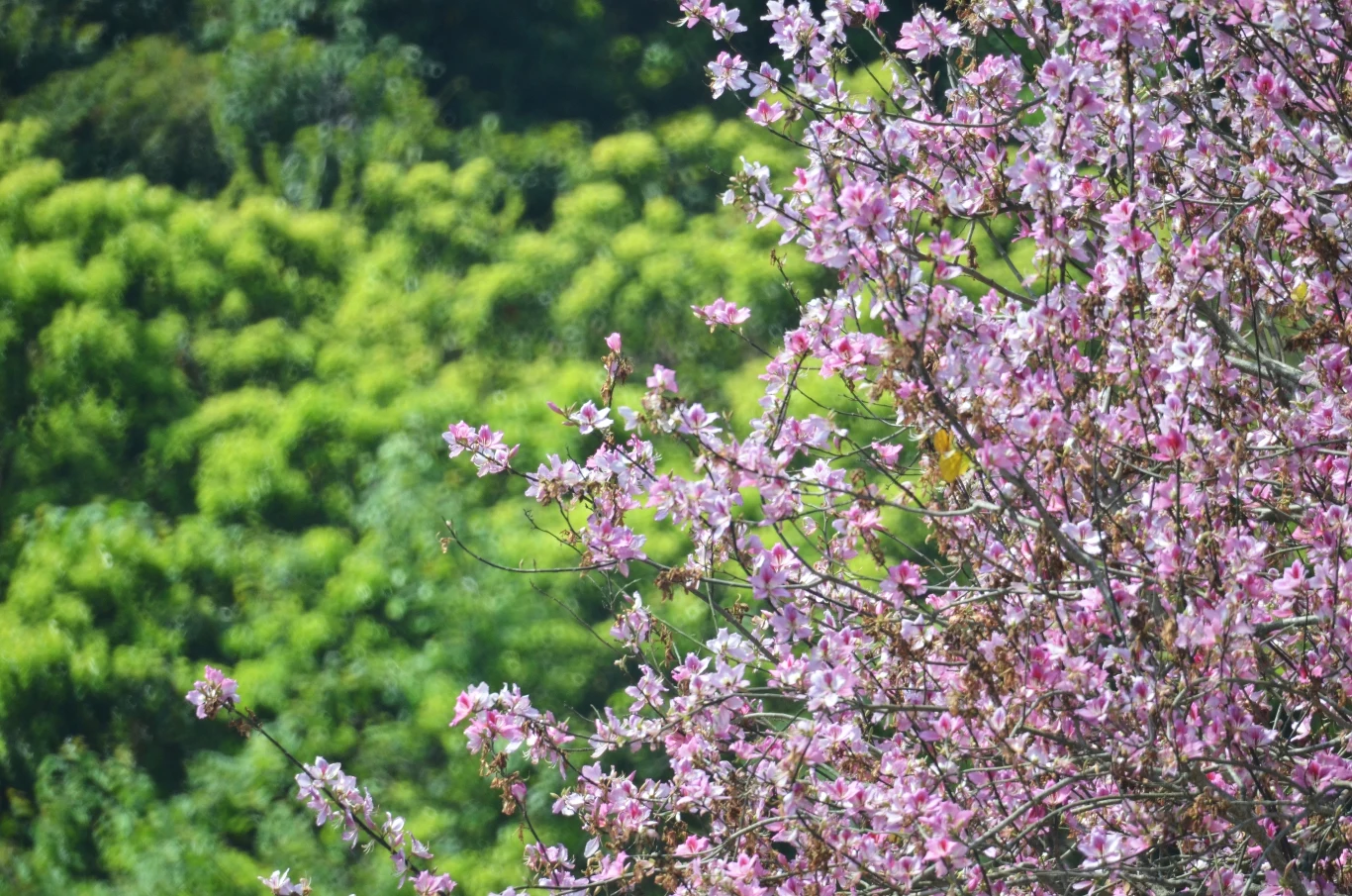 Drzewo storczykowe uprawiane jest przede wszystkim w celach ozdobnych. Wszystkie części tej rośliny są jednak jadalne po obróbce termicznej. Drzewo storczykowe uprawiane jest przede wszystkim w celach ozdobnych. Wszystkie części tej rośliny są jednak jadalne po obróbce termicznej.