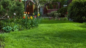 Twój trawnik wygląda marnie? W ten sposób możesz go zagęścić 