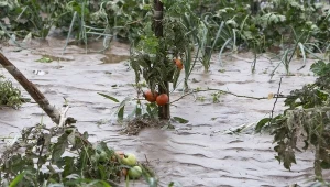 Ulewa zniszczyła twoje pomidory? Nie martw się, możesz je uratować