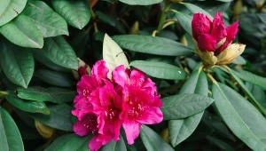 Rododendrony to rośliny kwasolubne lubiące tylko częściowe zacienienie