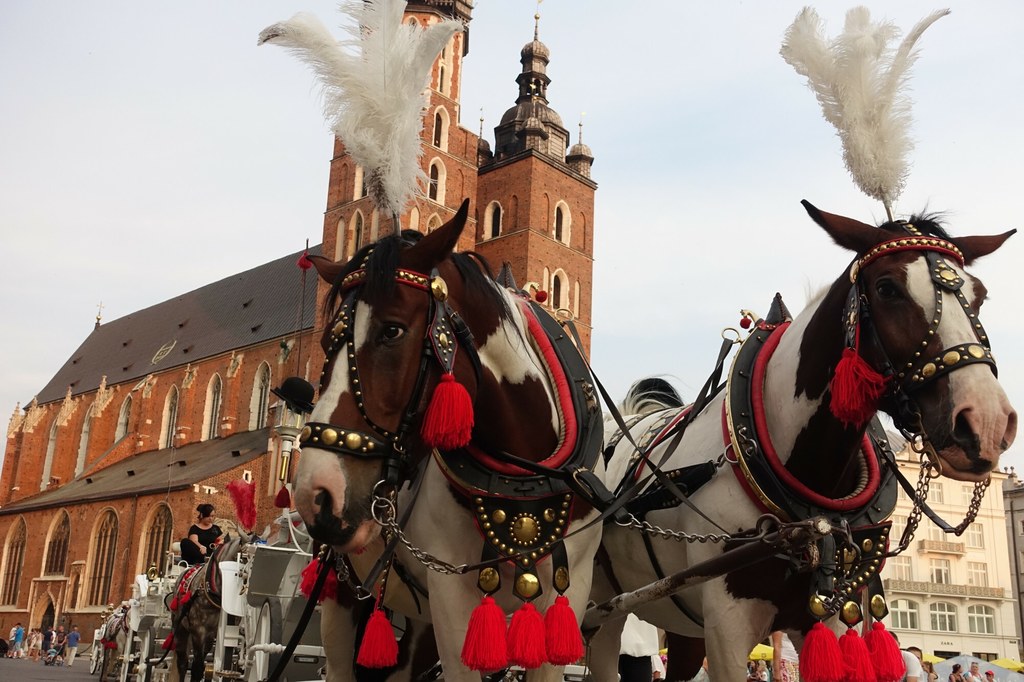 - Dbałość Gminy Miejskiej Kraków o dobrostan koni dorożkarskich nie zamyka się tylko na zakazach i nakazach zawartych w umowach, ale także na innych działaniach, w tym wyznaczeniu postojów zastępczych w kilku zacienionych lokalizacjach miasta wraz z dostępem do wody pitnej, z czego dorożkarze mogą korzystać bez ograniczeń - wyjaśnia Joanna Dubiel z Urzędu Miasta Krakowa