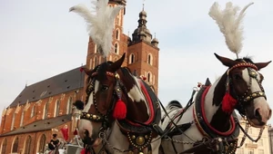 Konie w Krakowie pracują mimo upałów. Miasto odpowiada na zarzuty