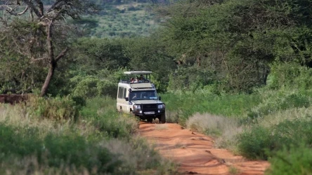 Prawdziwe safari 40 km od polskiej granicy. Lwy i żyrafy na wyciągnięcie ręki
