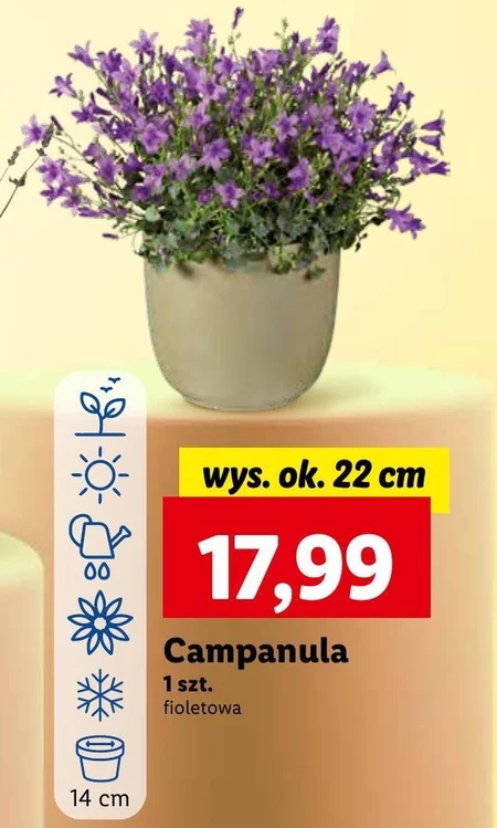 Campanula Ok.