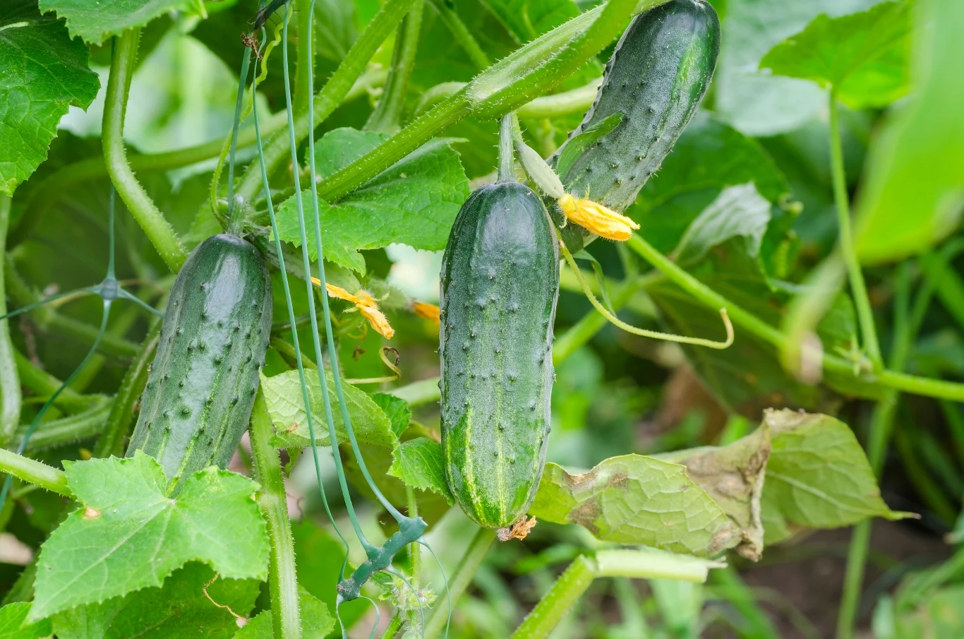 Dlaczego liście ogórków żółkną i jak można temu zaradzić? 