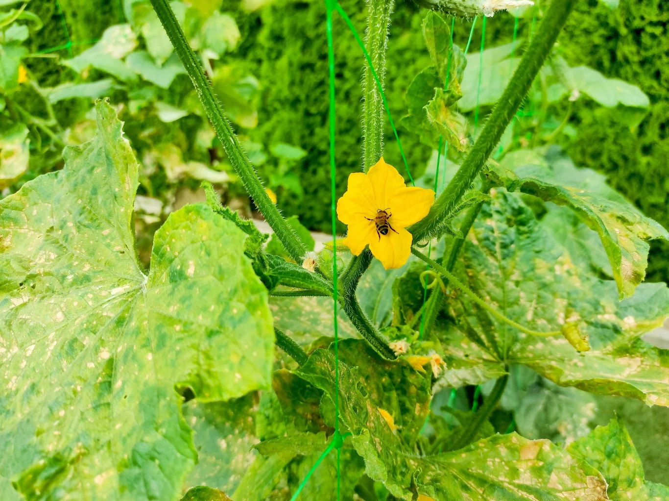 Jedną z przyczyn zżółkniętych liści może być nadmierne podlewanie ogórków. 