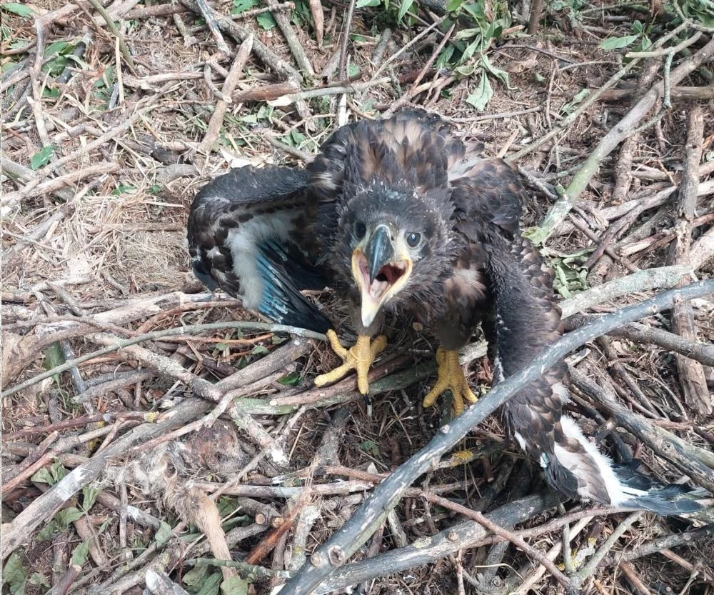 Dwa młode bieliki przez kilka dni siedziały na ziemi przy resztkach gniazda.