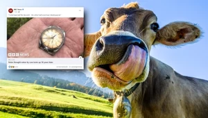 Rolex "zjedzony przez krowę". Angielski rolnik odzyskał go po 50 latach