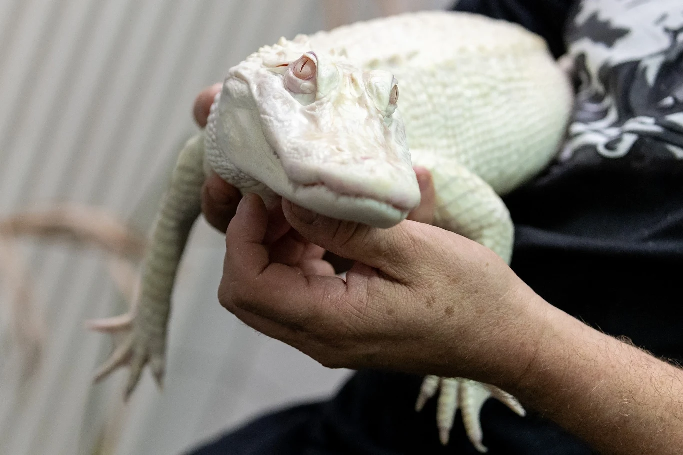 Aligator albinos w rękach kierownika stacji w niemieckim rezerwacie. Zwierzę próbował przemycić pasażer samolotu lądującego 25 września 2022 roku w porcie w Monachium. Pracownicy odkryli gada podczas prześwietlania walizek