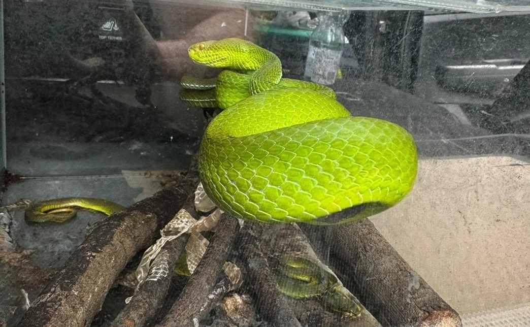 Trimeresurus – rodzaj jadowitego węża z podrodziny grzechotników, którym handlował nielegalnie mieszkaniec woj. świętokrzyskiego