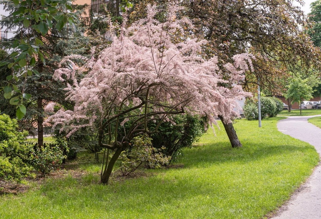 Tamaryszki podziwiać można m.in. w miejskich parkach