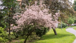Jakby chmura nadciągnęła nad ogród. To niezwykle wytrzymały krzew