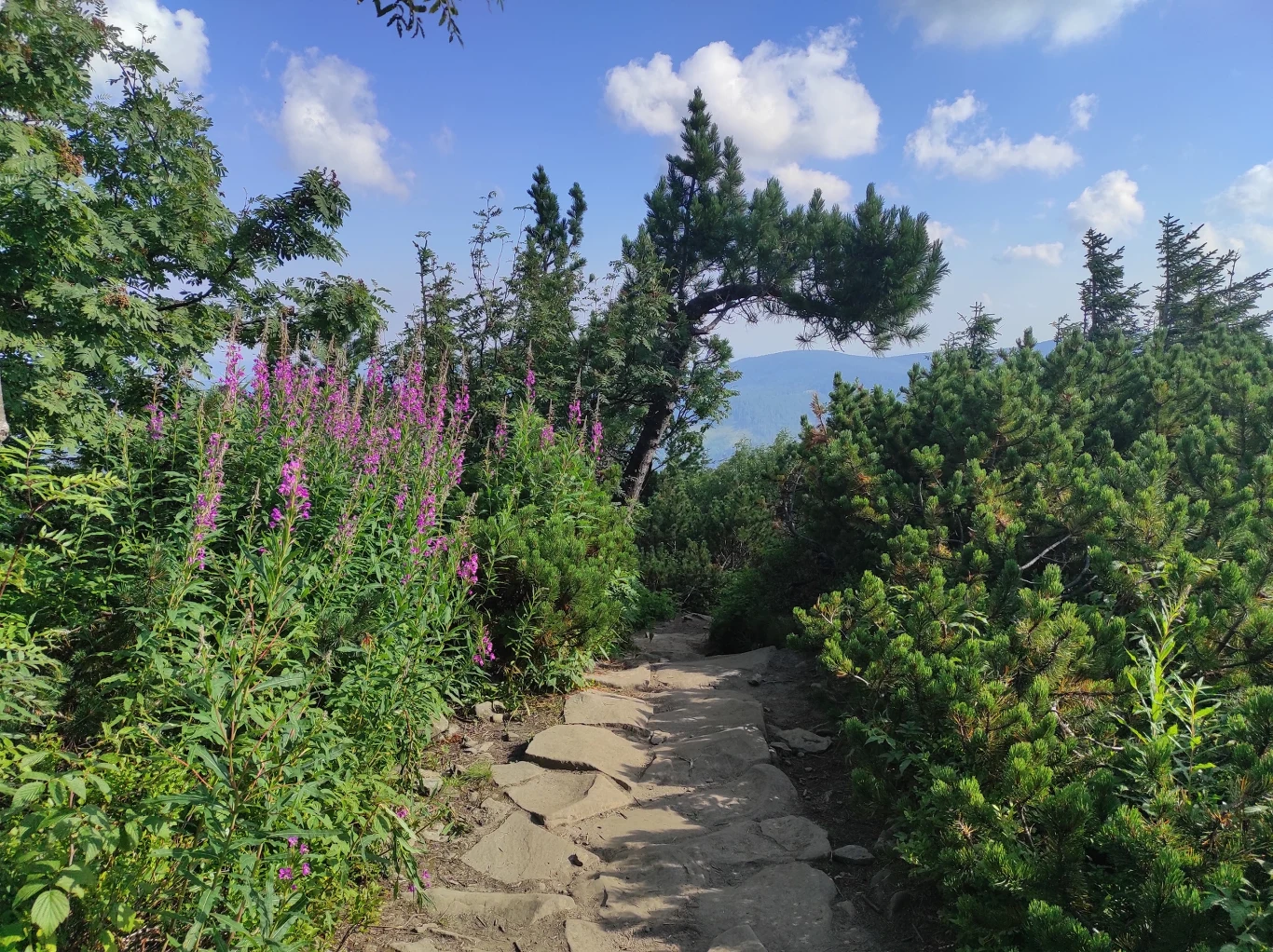 Do Babiogórskiego Parku Narodowego warto wybrać się szczególnie latem/materiały własne