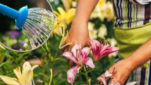 Podlewaj tym lilie ogrodowe. Będą kwitły przez całe lato