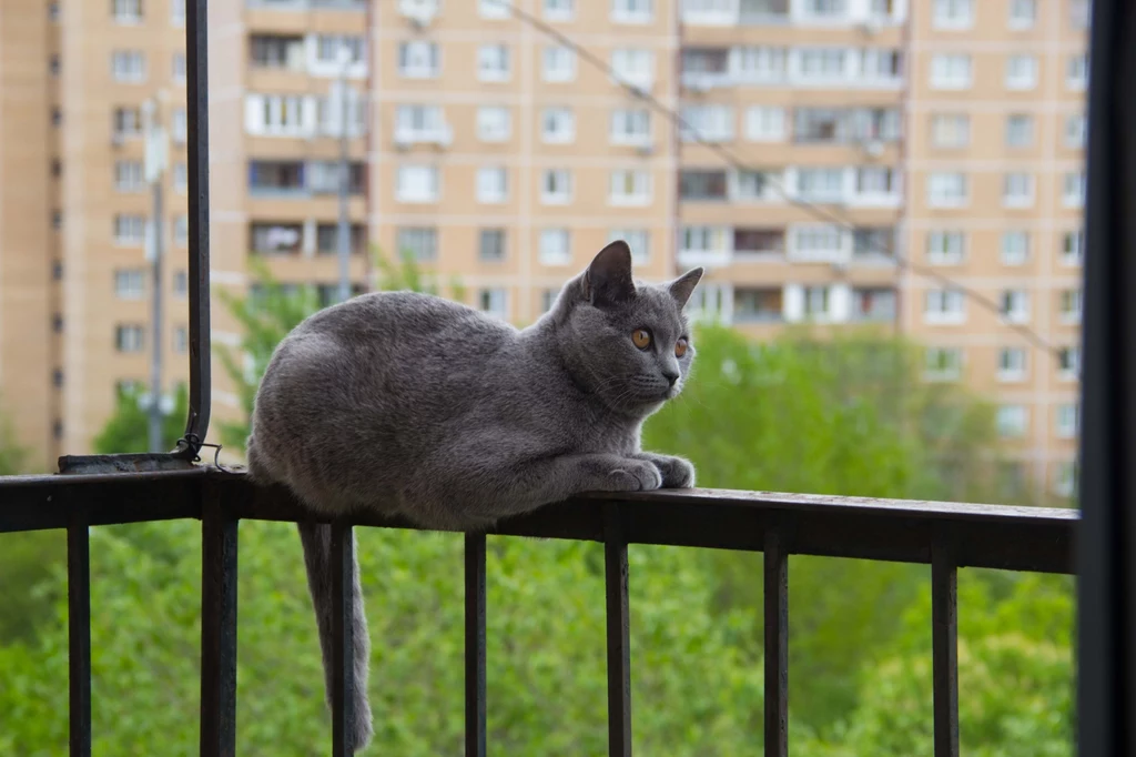Kiedy nie można zamontować siatki na balkonie? Administracja nie zawsze daje zgodę