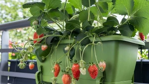 Wyhodujesz poziomki na balkonie. Trzymaj się tych zasad, a będą słodkie i smaczne