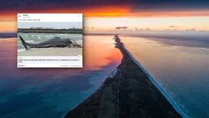 Bałtyk wyrzucił na polskiej plaży wieloryba? "To tylko film kręcą"