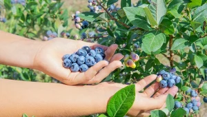 Liście borówki amerykańskiej robią się czerwone? Musisz szybko działać