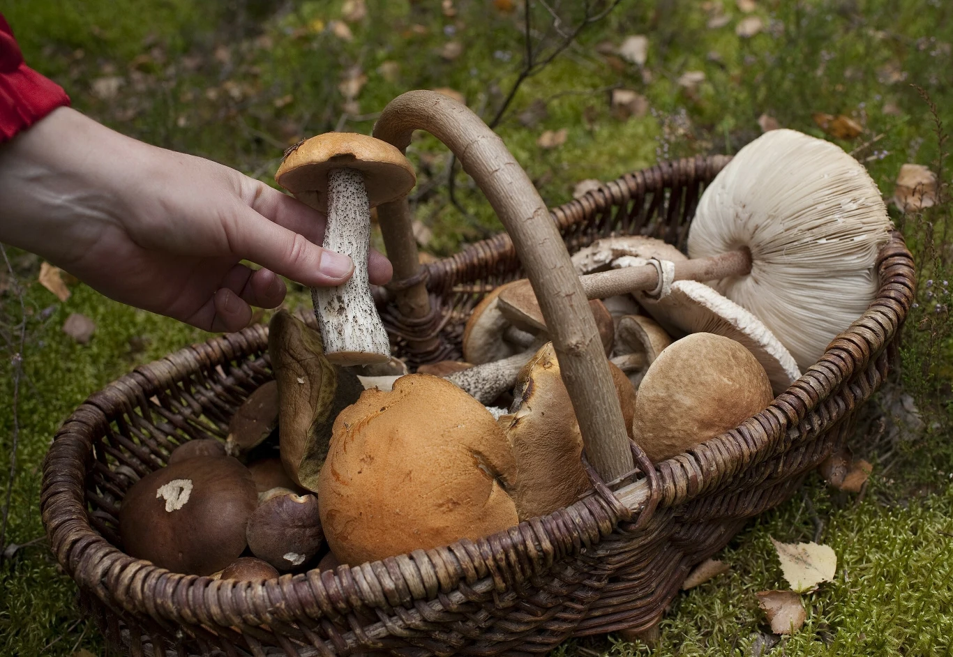W krajach skandynawskich nie ma żadnych zakazów dotyczących zbierania grzybów