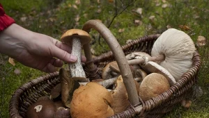 W lasach trwa wysyp grzybów. Tu znajdziesz ich najwięcej