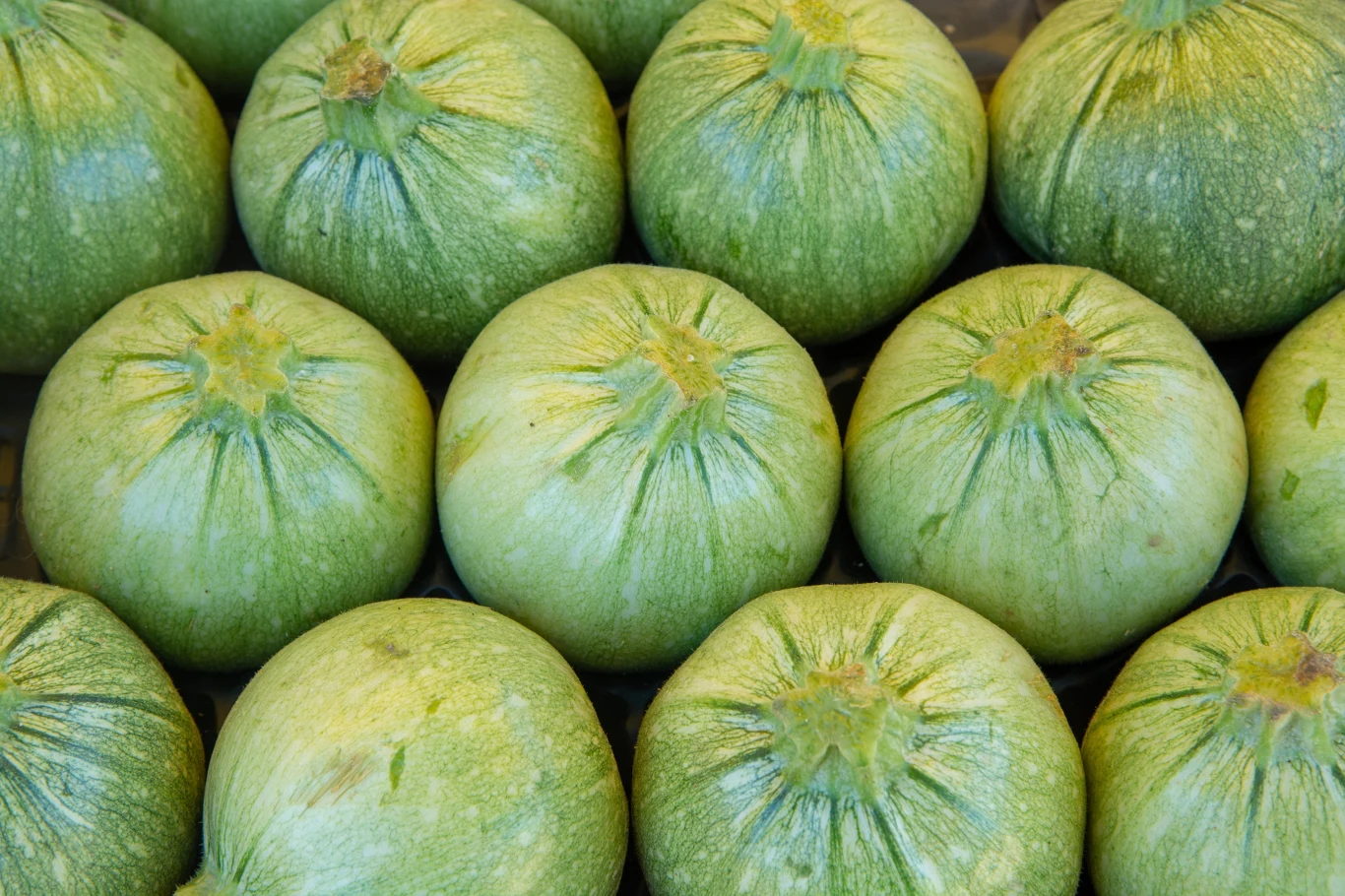 W Polsce można już kupić nowe warzywo - zucchiolo. W Polsce można już kupić nowe warzywo - zucchiolo.