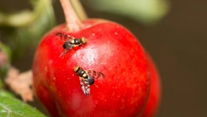 Szkodniki mogą zniszczyć wiśnie. Tak pozbędziesz się nasionnicy trześniówki