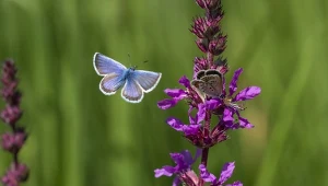 Znudziły Ci się wrzosy? W tym roku zastąp je tą rośliną