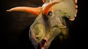Niesamowity dinozaur odkryty w USA. Miał rogi niczym słynny bóg