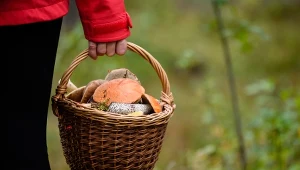 Polacy zbierają te grzyby na potęgę, choć są trujące. Wkrótce zacznie się na nie sezon