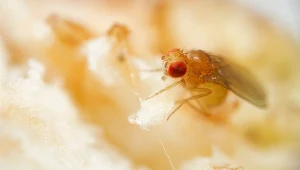 Muszki owocówki nie zasypiają na zimę. Tak szybko pozbędziesz się ich z kuchni