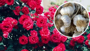 Nakarm tym róże, a mszyce już nigdy ich nie zaatakują